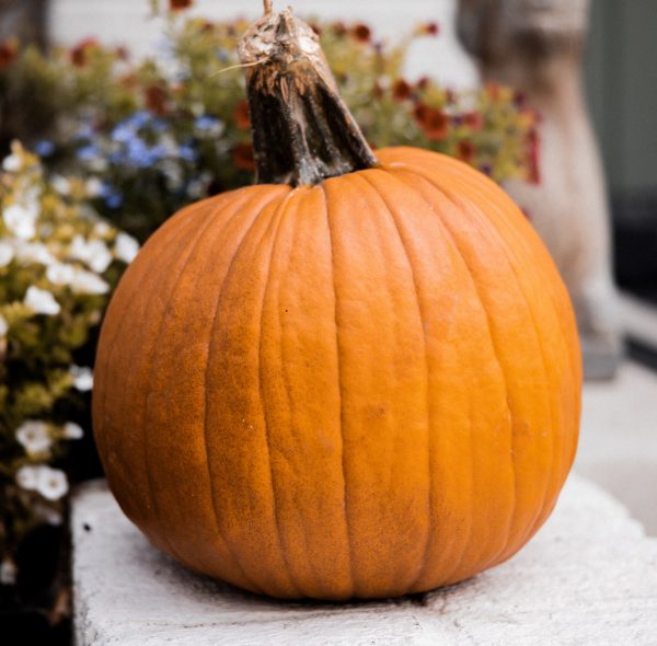 Dreamy Pumpkin Pots